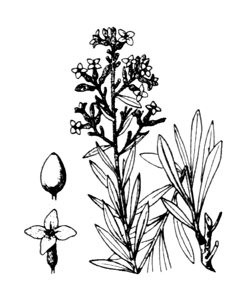 Daphne gnidium L. - illustration de coste
