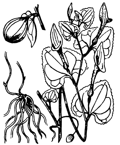 Aristolochia pistolochia L. - illustration de coste