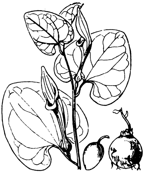 Aristolochia pallida Willd. - illustration de coste