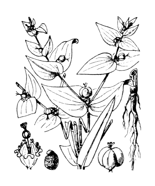 Illustration de Coste