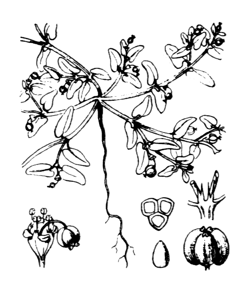 Euphorbia peplis L. - illustration de coste