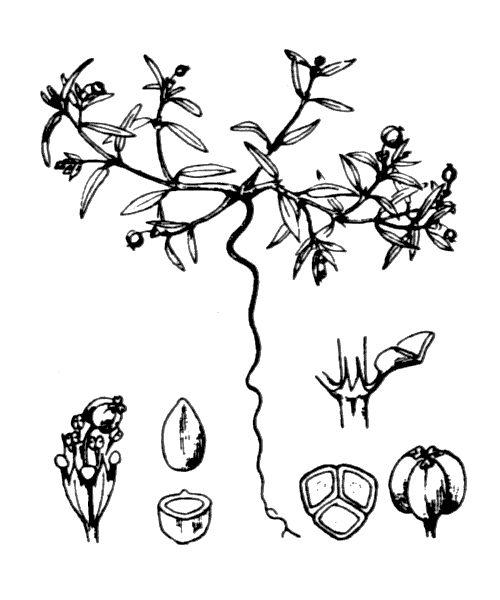 Illustration de Coste