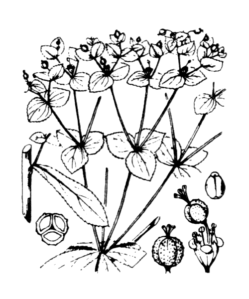 Illustration de Coste