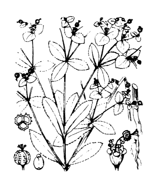 Euphorbia stricta L. - illustration de coste