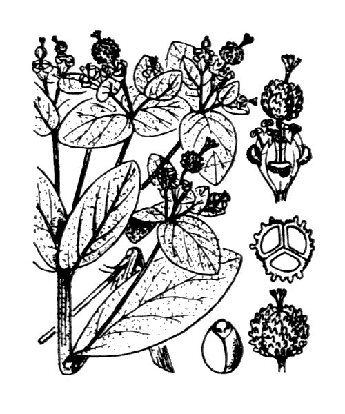 Illustration de Coste