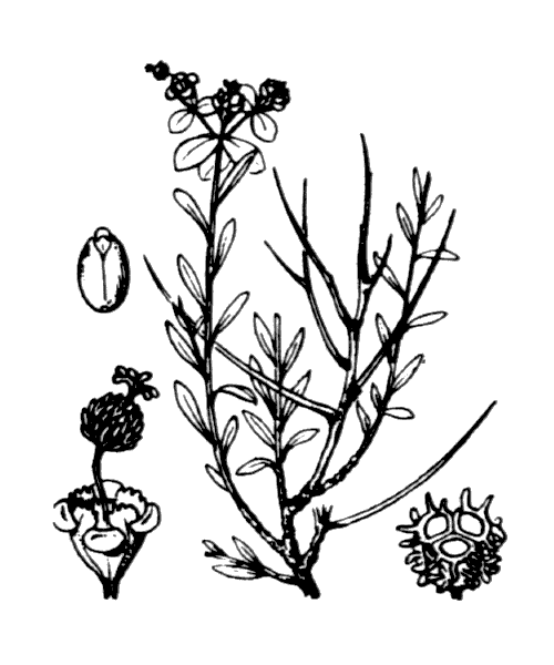 Euphorbia spinosa L. - illustration de coste