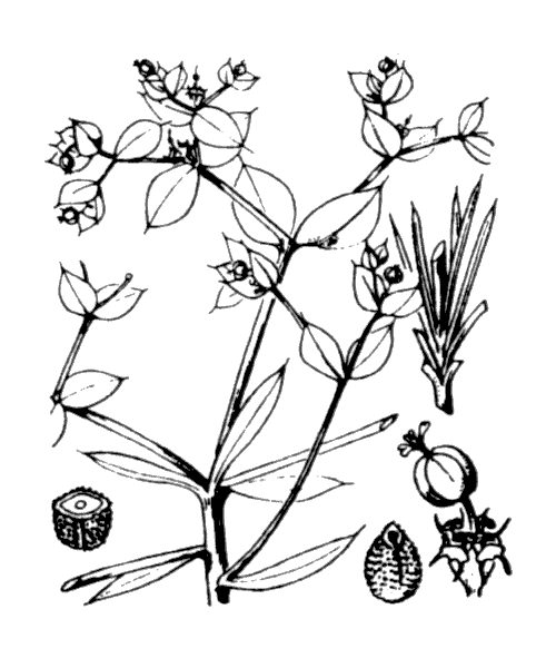 Illustration de Coste