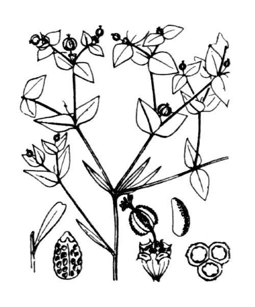 Euphorbia taurinensis All. - illustration de coste