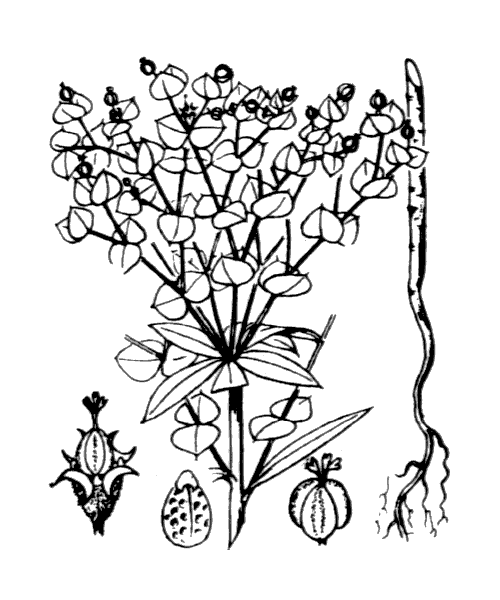 Illustration de Coste