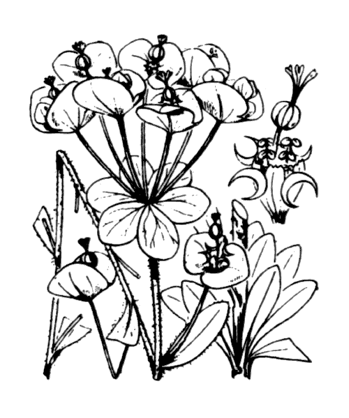 Euphorbia amygdaloides L. - illustration de coste