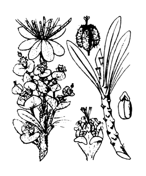 Illustration de Coste