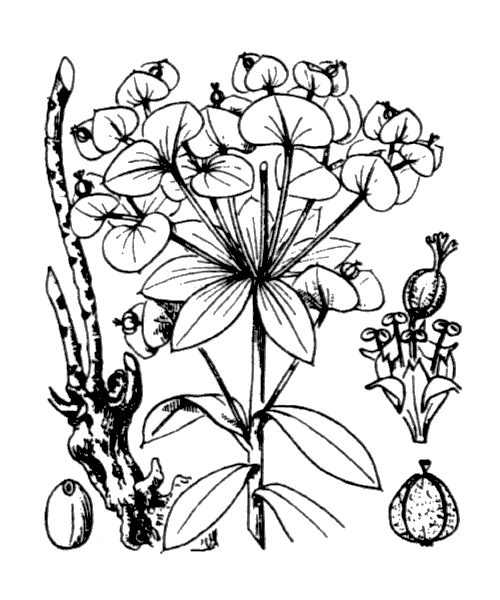 Euphorbia nicaeensis All. - illustration de coste