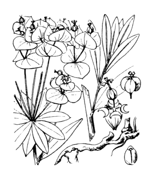 Illustration de Coste