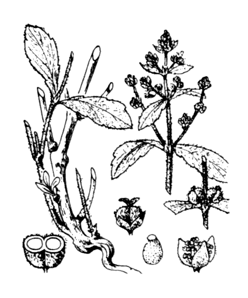 Illustration de Coste