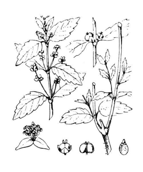 Illustration de Coste