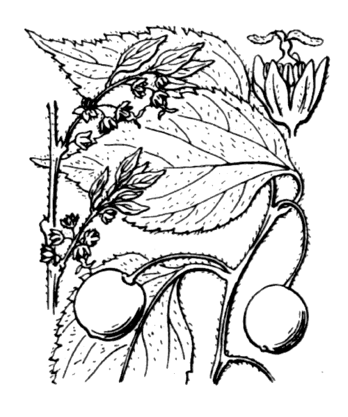 Celtis australis L. - illustration de coste
