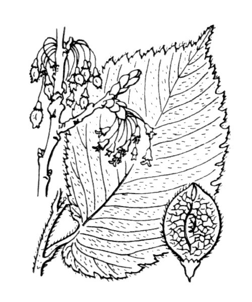 Illustration de Coste