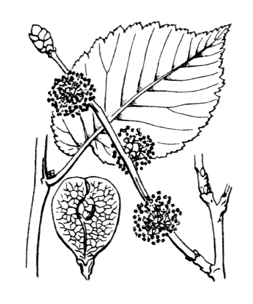 Illustration de Coste