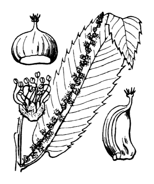 Illustration de Coste