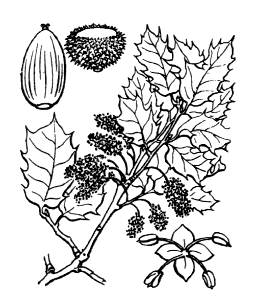 Quercus coccifera L. - illustration de coste