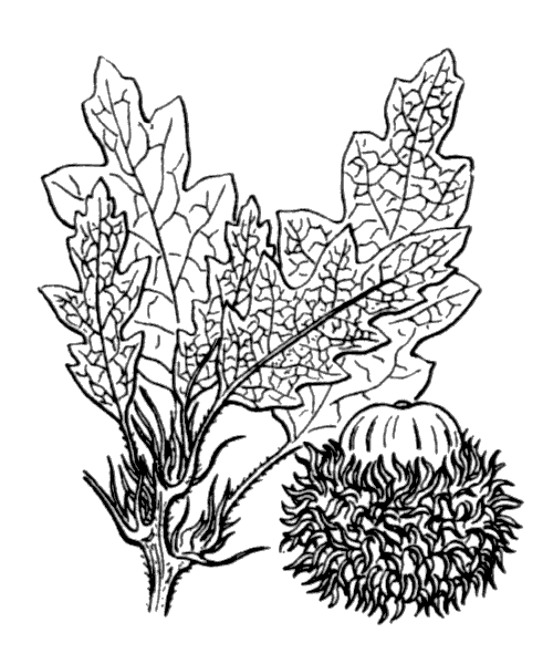 Quercus cerris L. - illustration de coste