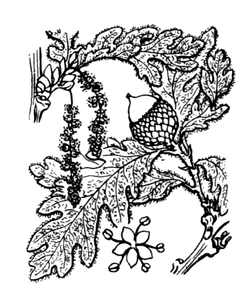 Quercus pyrenaica Willd. - illustration de coste
