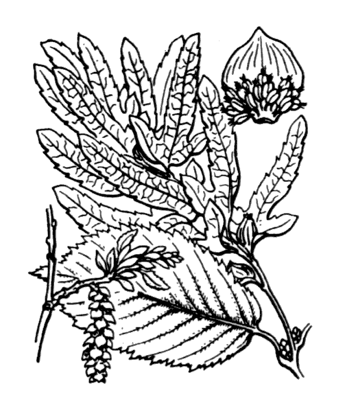 Illustration de Coste