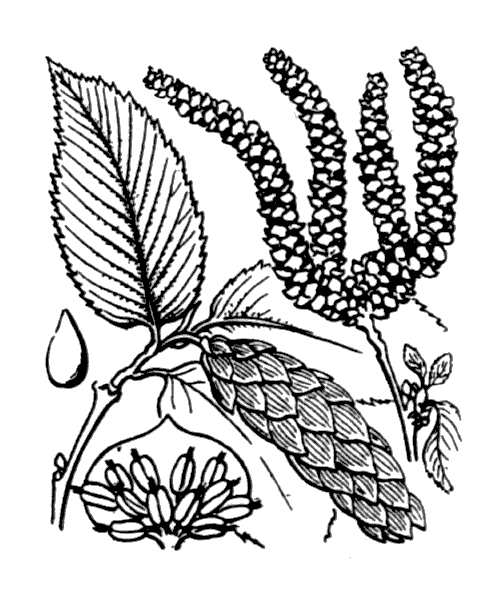 Ostrya carpinifolia Scop. - illustration de coste