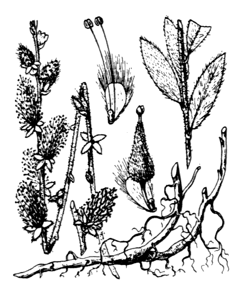 Salix repens L. - illustration de coste