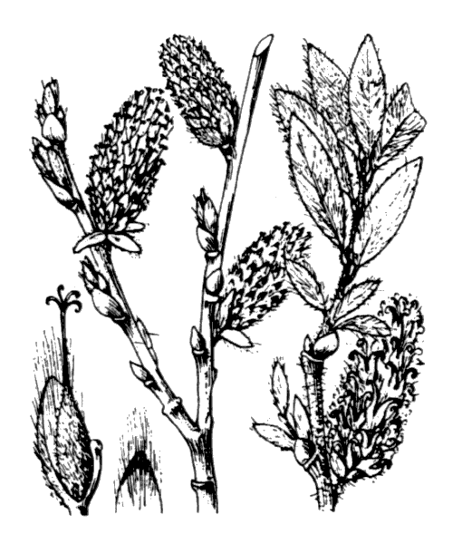 Salix lapponum L. - illustration de coste