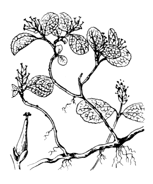 Salix herbacea L. - illustration de coste