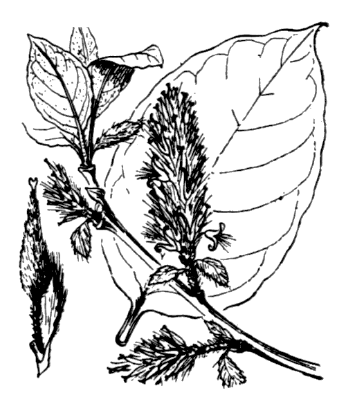 Illustration de Coste