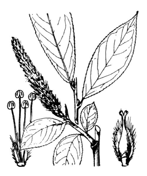 Salix pentandra L. - illustration de coste