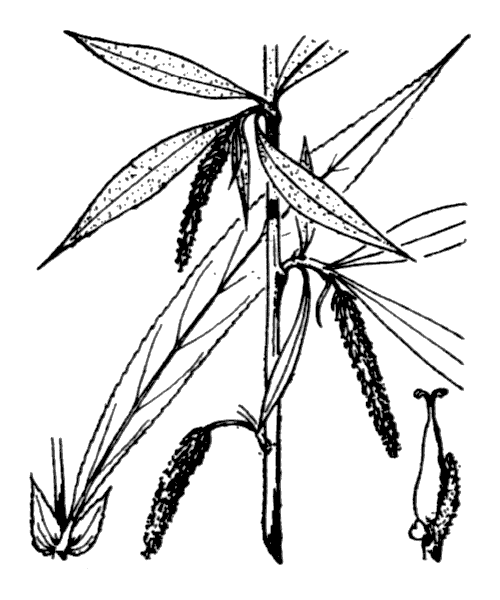 Salix babylonica L. - illustration de coste