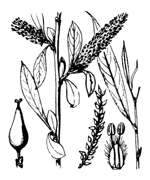 Illustration de Coste