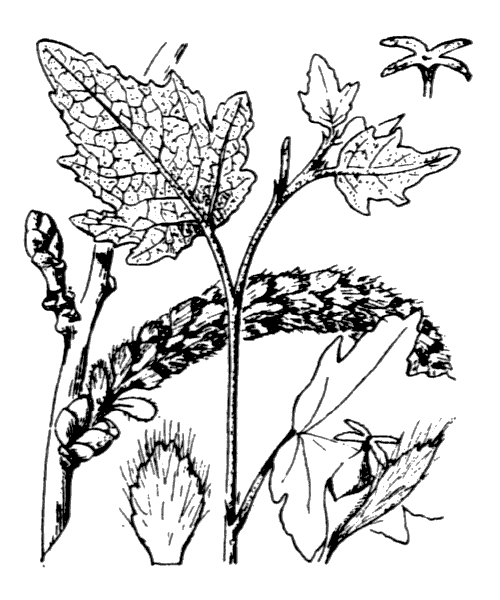 Illustration de Coste