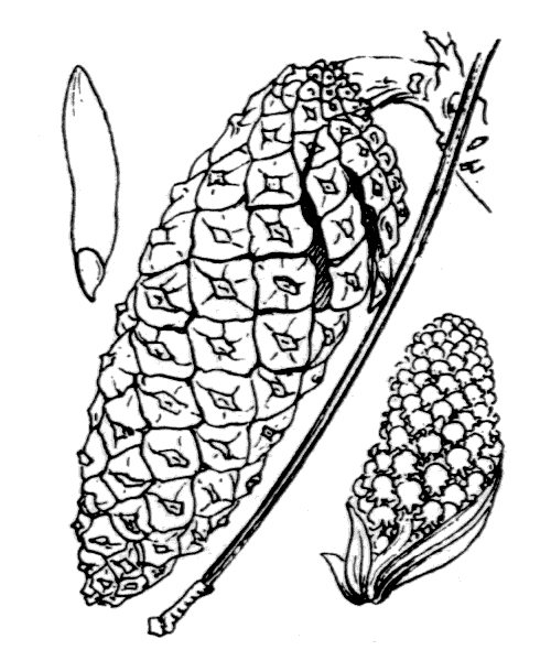 Illustration de Coste