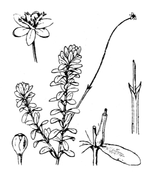 Elodea canadensis Michx. - illustration de coste