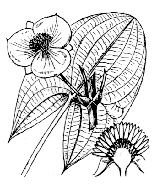 Sagittaria latifolia Willd. - illustration de coste
