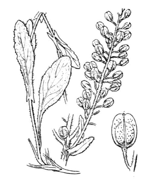 Lepidium campestre (L.) R.Br. - illustration de coste