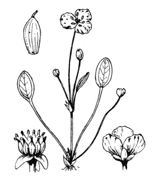 Luronium natans (L.) Raf. - illustration de coste