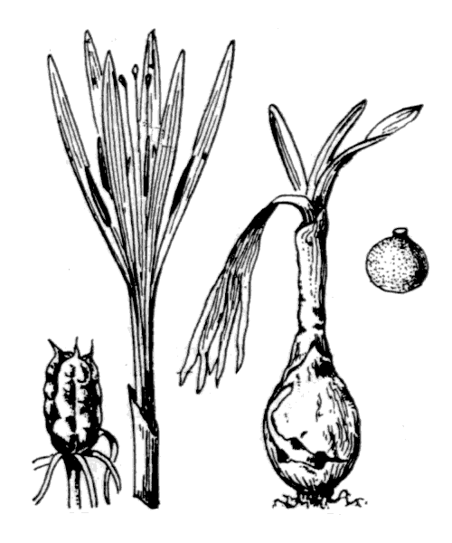 Illustration de Coste