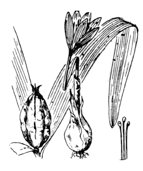 Illustration de Coste