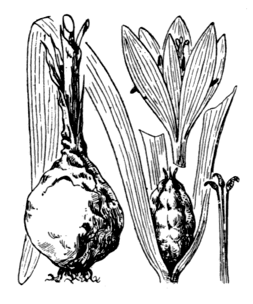 Illustration de Coste