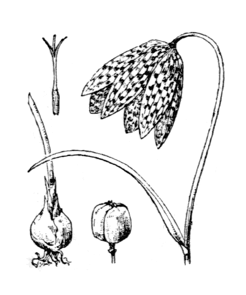 Illustration de Coste