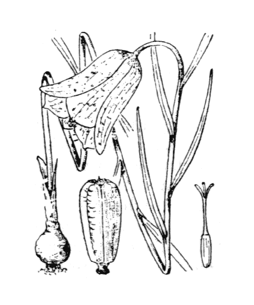 Fritillaria pyrenaica L. - illustration de coste