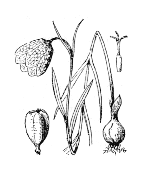 Illustration de Coste