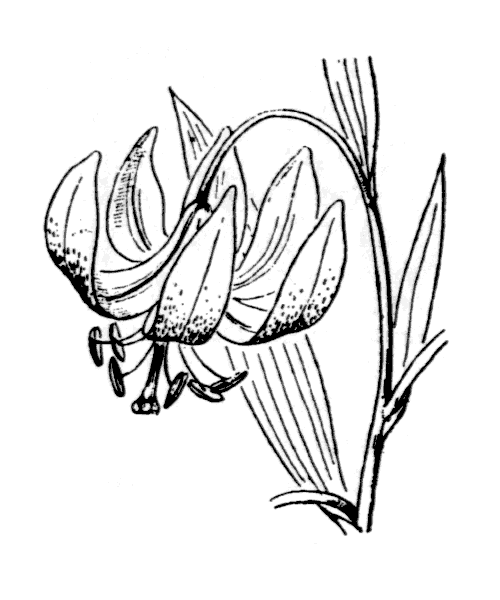 Lilium pyrenaicum Gouan - illustration de coste
