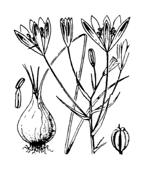 Illustration de Coste