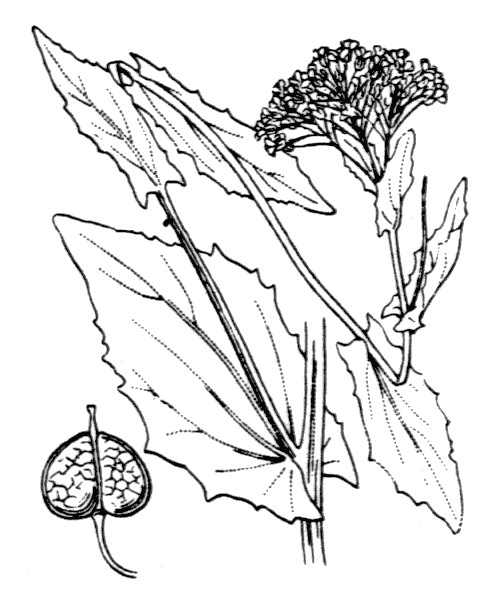 Lepidium draba L. - illustration de coste